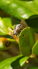 Hybreoleptops tuberculifer