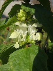 Lamium album