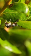 Hybreoleptops tuberculifer