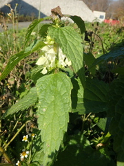 Lamium album