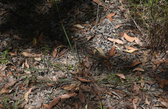Dianella nervosa