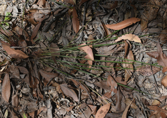 Dianella nervosa