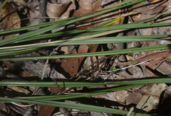 Dianella nervosa