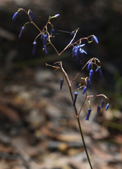 Dianella nervosa