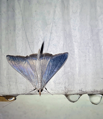 Neadeloides cinerealis