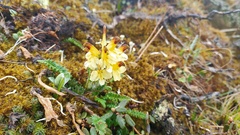 Pedicularis oederi
