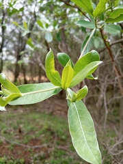 Terminalia sericea