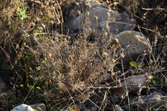 Plantago sempervirens