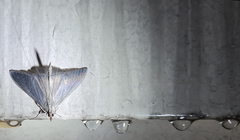 Neadeloides cinerealis