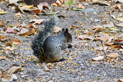Sciurus stramineus