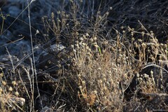 Plantago sempervirens