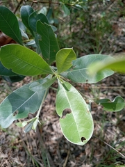 Terminalia sericea