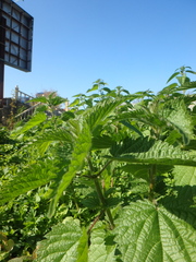 Urtica dioica