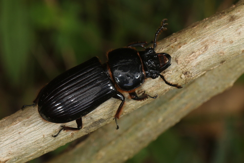Subgénero Veturius · iNaturalist Ecuador