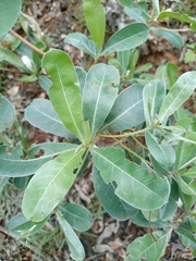 Terminalia sericea