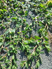 Polygonum arenastrum