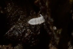 Onychiurinae