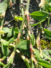Polygonum arenastrum