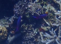 Mirolabrichthys tuka