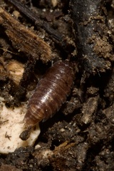 Trichoniscus pusillus