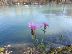 Centaurea
