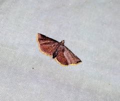 Hypsopygia pelasgalis