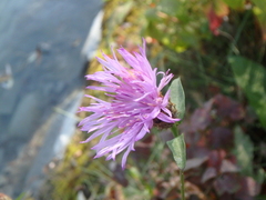 Centaurea