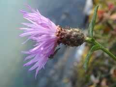 Centaurea