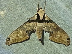Adhemarius gannascus