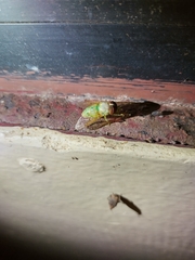 Tabanidae