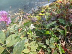Centaurea