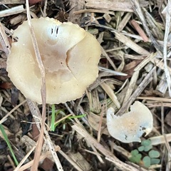 Clitocybe fragrans