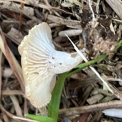 Clitocybe fragrans
