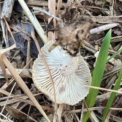 Clitocybe fragrans