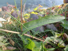 Centaurea