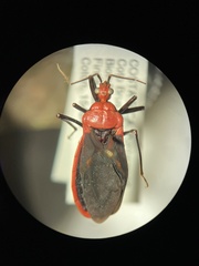 Ectrichodiinae