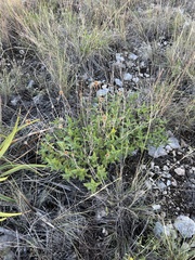 Wedelia hispida