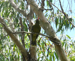 Oriolus flavocinctus