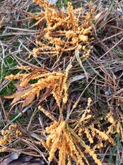 Leocarpus fragilis