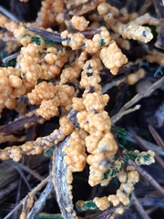 Leocarpus fragilis