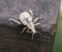 Dermatoxenus caesicollis