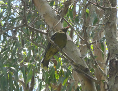 Oriolus flavocinctus