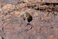 Apothapsia thomensis