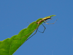 Tetragnatha squamata
