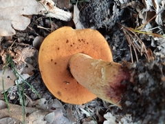 Suillellus queletii