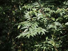 Tetradium glabrifolium