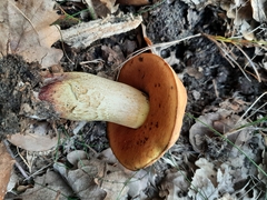Suillellus queletii