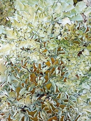 Parmotrema reparatum