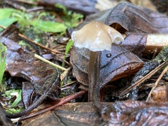 Baeospora