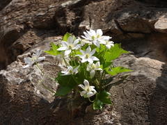 Clematis acerifolia